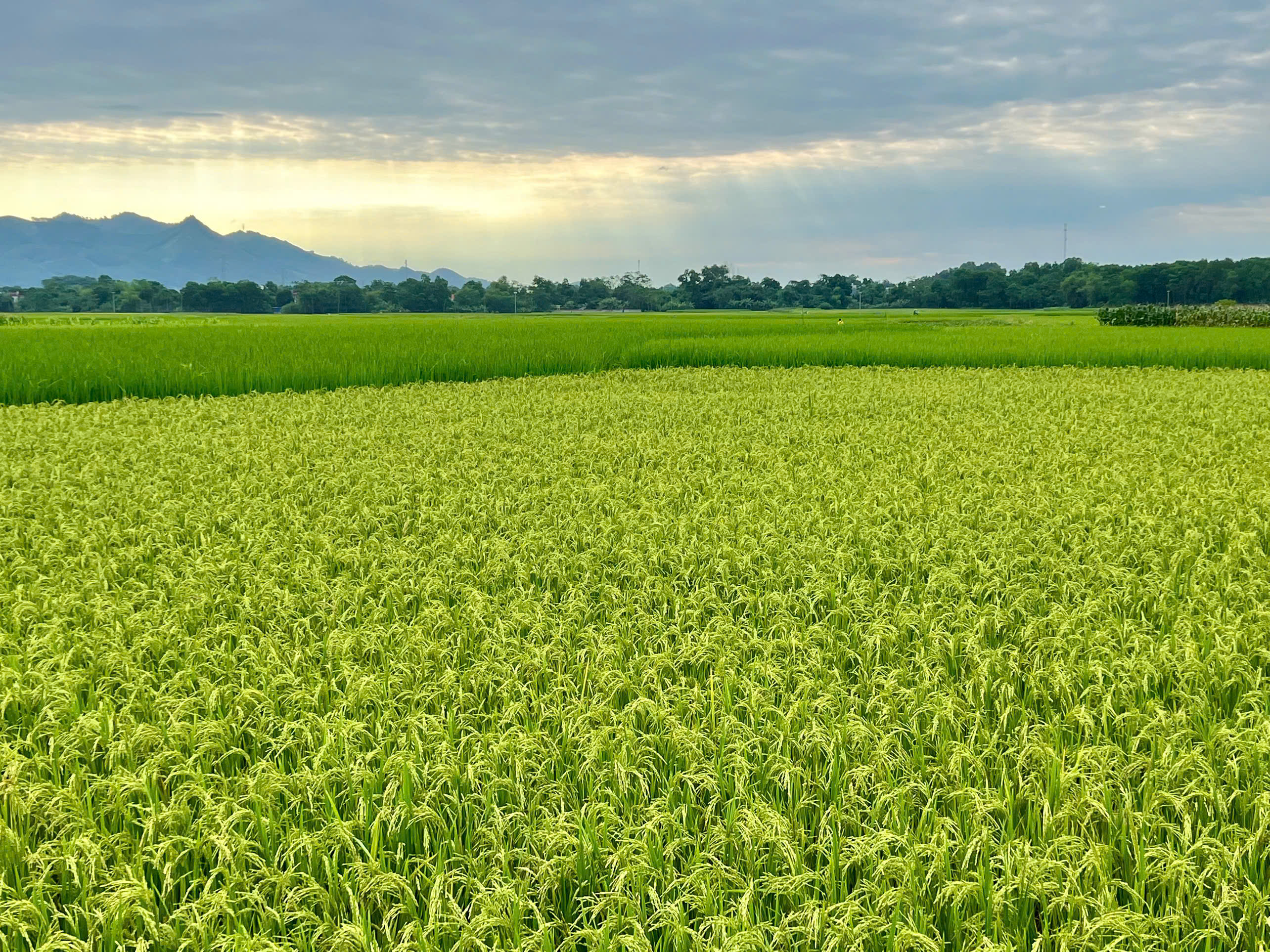 Hạt Gạo J02 Trang Nhi